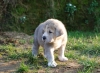 Filename=simba001.jpg
Filesize=219KiB
Dimensions=1000x732
Date added=%886 %27, %2009 simba001.jpg