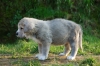 Filename=simba002.jpg
Filesize=214KiB
Dimensions=1000x669
Date added=%886 %27, %2009 simba002.jpg