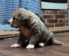 Filename=simba3.jpg
Filesize=181KiB
Dimensions=800x650
Date added=%952 %14, %2009 simba3.jpg