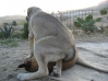 Filename=tac12.JPG
Filesize=33KiB
Dimensions=423x317
Date added=%937 %26, %2007 tac12.JPG