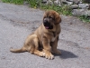 Filename=turco5.jpg
Filesize=600KiB
Dimensions=800x600
Date added=%016 %04, %2008 turco5.jpg
