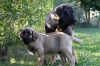 Filename=t~14.jpg
Filesize=156KiB
Dimensions=972x648
Date added=%245 %18, %2009 t~14.jpg