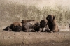 Filename=t~19.jpg
Filesize=126KiB
Dimensions=778x519
Date added=%963 %30, %2010 t~19.jpg