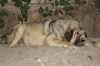 Filename=t~5.jpg
Filesize=85KiB
Dimensions=778x519
Date added=%506 %28, %2009 t~5.jpg