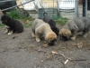Filename=u.jpg
Filesize=122KiB
Dimensions=768x576
Date added=%242 %09, %2009 u.jpg