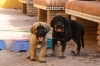 Filename=u~0.jpg
Filesize=99KiB
Dimensions=972x648
Date added=%296 %06, %2009 u~0.jpg