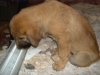 Filename=vicenteooo_004.JPG
Filesize=694KiB
Dimensions=2048x1536
Date added=%691 %30, %2010 vicenteooo_004.JPG