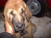 Filename=vicenteooo_007.JPG
Filesize=805KiB
Dimensions=2048x1536
Date added=%689 %30, %2010 vicenteooo_007.JPG