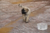 Filename=v~2.jpg
Filesize=107KiB
Dimensions=972x648
Date added=%259 %13, %2009 v~2.jpg