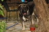 Filename=w~6.jpg
Filesize=119KiB
Dimensions=972x648
Date added=%350 %03, %2009 w~6.jpg