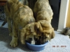 Filename=xanto_pia_eating.jpg
Filesize=129KiB
Dimensions=1024x768
Date added=%986 %26, %2010 xanto_pia_eating.jpg