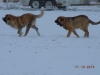 Filename=xanto_pia_in_snow.jpg
Filesize=95KiB
Dimensions=1024x768
Date added=%155 %12, %2010 xanto_pia_in_snow.jpg