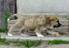 Filename=xanto_running_june_25.jpg
Filesize=135KiB
Dimensions=785x550
Date added=%910 %01, %2010 xanto_running_june_25.jpg