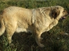 Filename=yuca.JPG
Filesize=160KiB
Dimensions=768x576
Date added=%896 %21, %2008 yuca.JPG