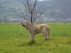Filename=zeus1.jpg
Filesize=339KiB
Dimensions=700x525
Date added=%445 %13, %2007 zeus1.jpg