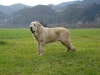 Filename=zeus5~0.jpg
Filesize=290KiB
Dimensions=700x525
Date added=%582 %14, %2007 zeus5~0.jpg