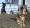 Filename=zoe0123115.JPG
Filesize=552KiB
Dimensions=863x821
Date added=%108 %24, %2011 zoe0123115.JPG