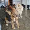 Filename=zoe_brisa012311.JPG
Filesize=364KiB
Dimensions=882x905
Date added=%110 %24, %2011 zoe_brisa012311.JPG