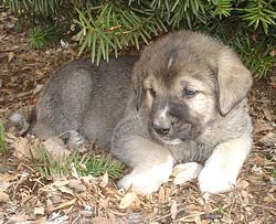 Alexandra - 6 weeks old
Moses de Babia x Delilah Tornado Erben
07.02.2009

Keywords: jordan puppyusa