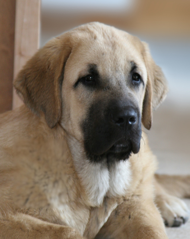 Trueno BAO LA MADERA
4 month
Keywords: catchbirds