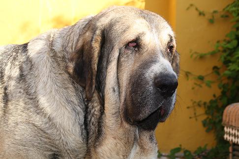 KANDY EN LA GORGORACHA
Keywords: gorgoracha head portrait cabeza