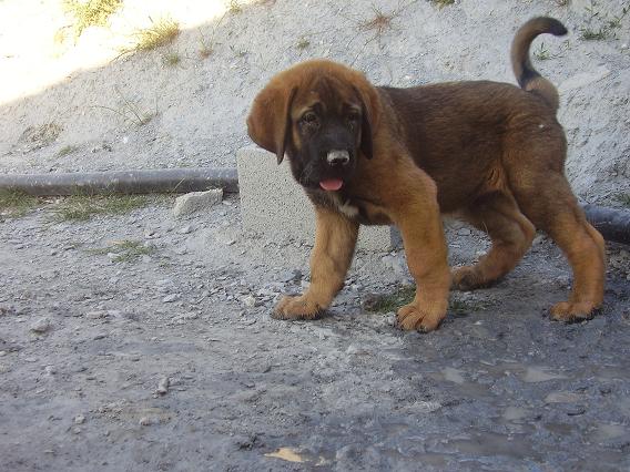 Vitiza Dancá Cotufa con 2 meses 
Keywords: puppyspain puppy cachorro gorgoracha