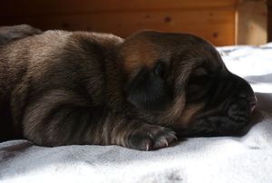 Cachorros de un dia de edad
(Duna de Cueto Negro X Tizon de Cueto Negro)
Born: 16.11.2009 
de color atigrado,leonado,canela y canela con cuello blanco
Keywords: Astromelias