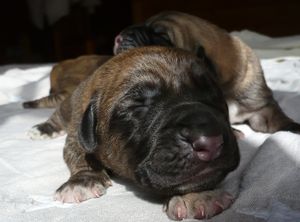 Cachorros de un dia de edad
(Duna de Cueto Negro X Tizon de Cueto Negro)
Born: 16.11.2009 
de color atigrado,leonado,canela y canela con cuello blanco
Keywords: Astromelias