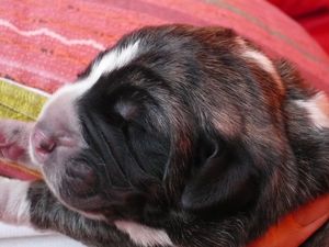 Cachorros de un dia de edad
(Duna de Cueto Negro X Tizon de Cueto Negro)
Born: 16.11.2009 
de color atigrado,leonado,canela y canela con cuello blanco
Keywords: Astromelias