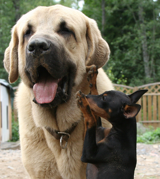 Trueno Bao La Madera (10 month) & Valiente Robin
Keywords: pet catchbirds