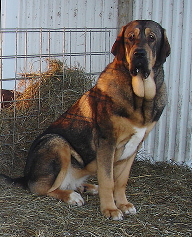 Zoe (Agora del Viejo Paramo)
Zoe (Agora del Viejo Paramo) - almost 14 months old
Ključne reči: jordan