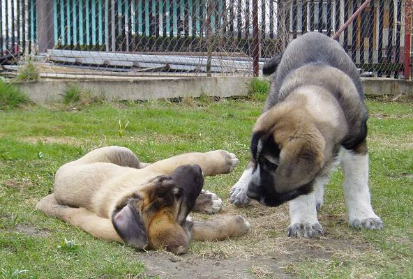 Zhuzha Sinko Zemplina and Iglesias Tornado Erben
Zsuzsa: (Domenico Beark Cerny Levhart x Goya Mastibe) - Born: 21.01.2006
Iglesias: (Baskervil Mastibe x Tecla de Valdejera) - Born: 01.02.2006


Keywords: puppy cachorro