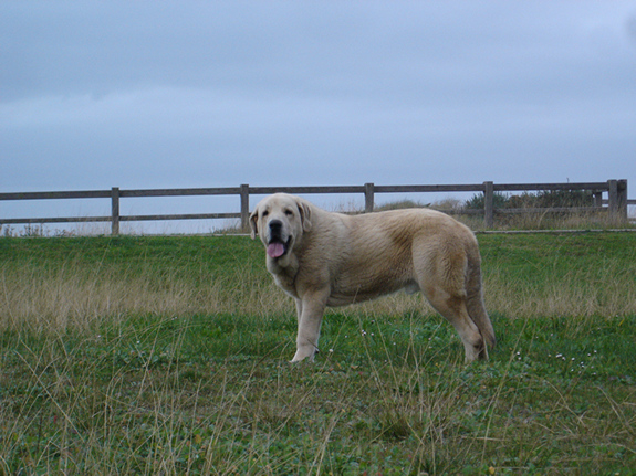 Zeus de Fuentemimbre
Zeus de Fuenteminbre,  Con 9 meses, diciembre 2006
Zeus de Fuentemimbre, vencedor absoluto cachorros monografica nacional 2006 España
Cañon de Fuentemimbre x Sobia de Ablanera
Keywords: pravianos